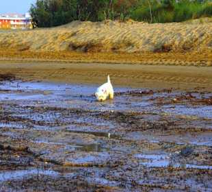 Strand in Bibione Juni 2012