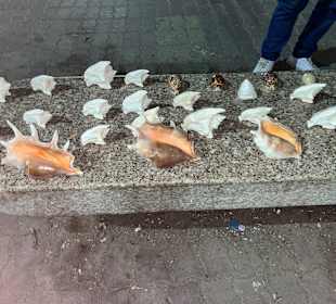 Stadtrundgang Hurghada