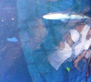 Röhren Aquarium Antalya 