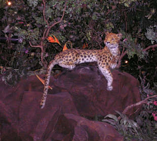 Im Rainforest Cafe
