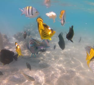 Schnorcheln Makadi Bay