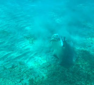 Schnorcheln Marsa Alam