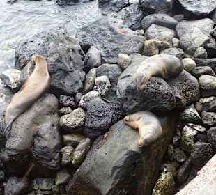 Seelöwen auf den Felsen