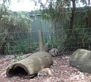 Stadtrundgang Sydney