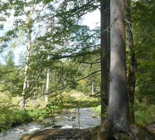 Wunderbare Wanderung am Großen Regen