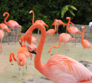 Flamingos