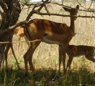 Tiere