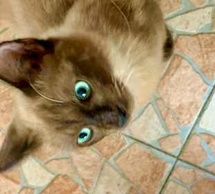 Katze
