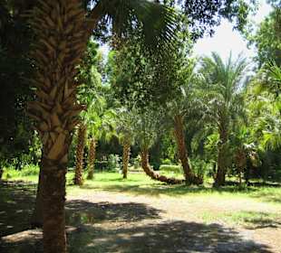 Rundgang über Geziret El-Nabatat