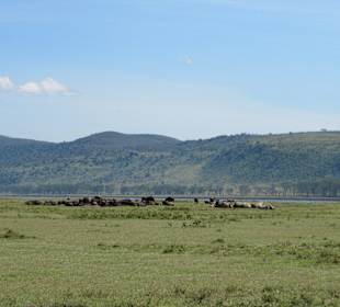 Nashorn und Büffelherde am Lake Nakuru