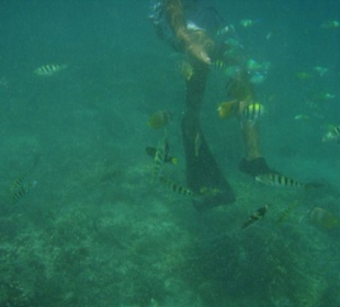 Schnorcheln vor Gili Meno