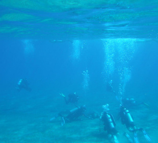 Taucher umringen Schildkröte