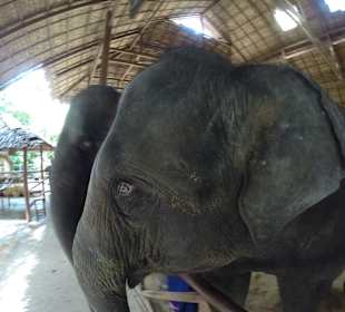 Słoń Marian Siam Safari