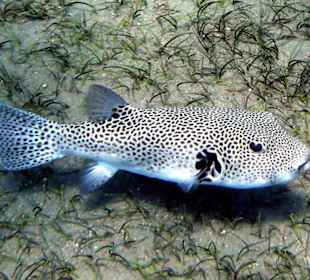 Riesen Kugelfisch am Hausriff