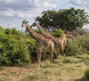 Giraffen