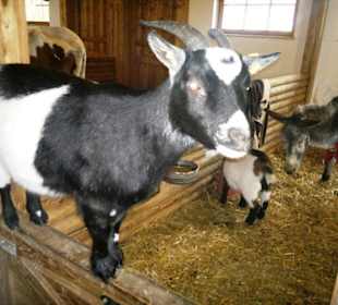 Gut Aiderbichl Ziegen