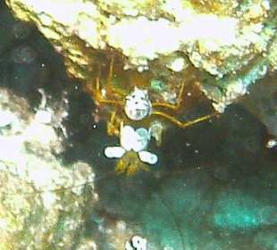 Tauchen bei der DiveConnection über Oototo gebucht