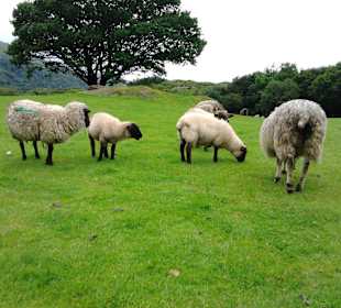 Im Naturpark auf der Beara Halbinsel
