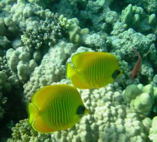 Hausriff des Makadi Palace