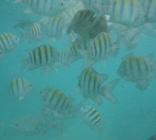 Fische im künstlichen Riff