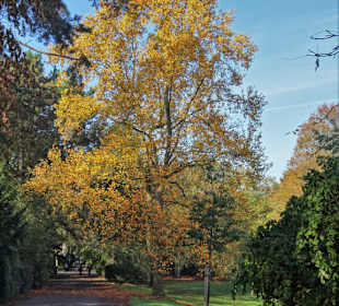Spaziergang durch den Hamburger Stadtpark