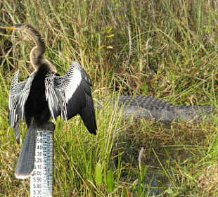 Everglades National Park: Anhinga Trail