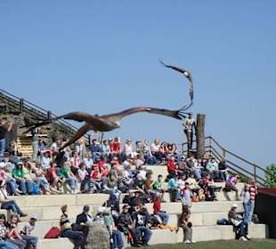 2 Greifvögel gleichzeitig in der Luft
