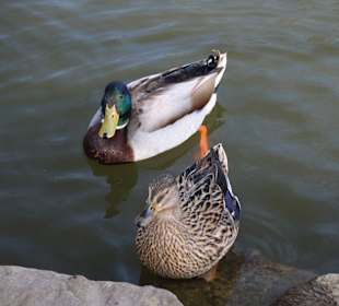 Enten im Schlossgraben