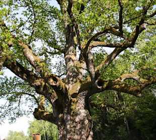 1000-jährige Eiche