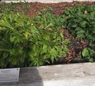 Kneippscher Kräutergarten