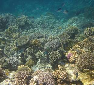 Schnorcheln am Riff