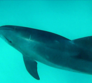 Delphintour mit Moby 2014