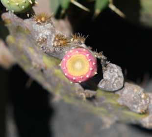 Jardin de Cactus / Kaktusgarten Guatiza