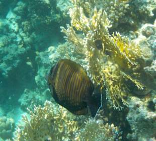 Schnorcheln Sharm el Sheikh