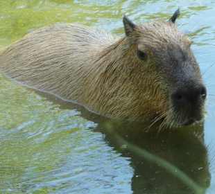 Wasserschwein