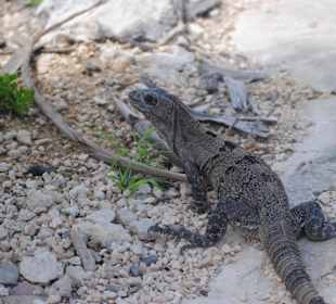 Leguan in Tulum
