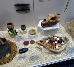 Exponate des Naturkundemuseums