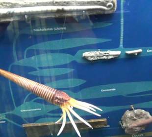 Meeresmuseum Stralsund