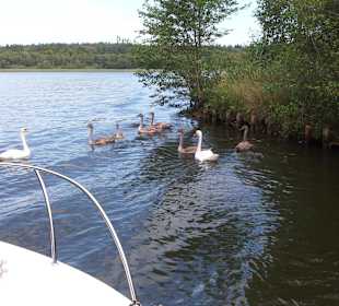 Schwäne im Jagowkanal
