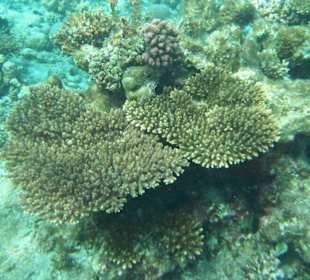 Hausriff Arabia Azur