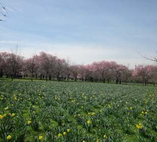 Schlossgarten Schwetzingen