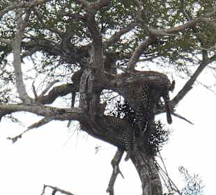 Leoparden