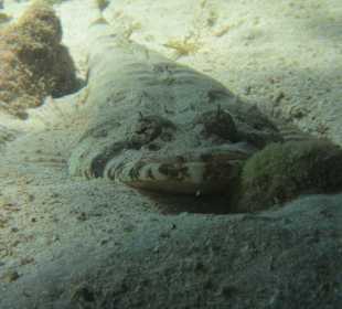 Steinfisch oder Krokofisch?