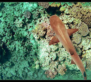 Schnorcheln Marsa Alam