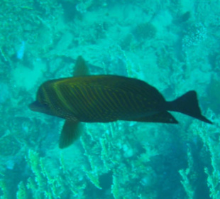 Viele schöne Fische