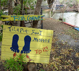 Buntbarsch-Fussmassage auf der Eco Farm