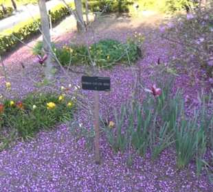 Real Jardín Botánico de Madrid