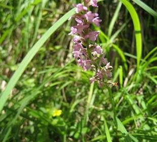 Orchideenwanderweg