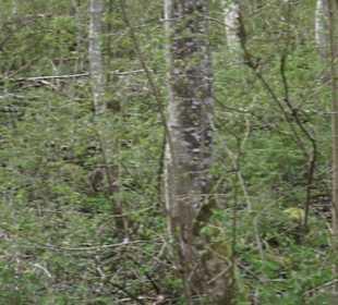 Wanderweg Hochgehswiggert