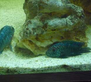 Aquarium im Cafe